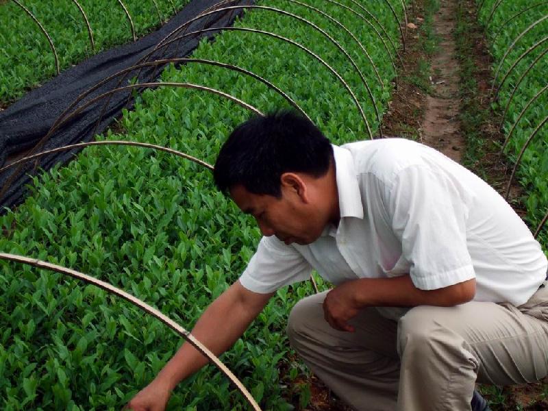 供應大量茶苗