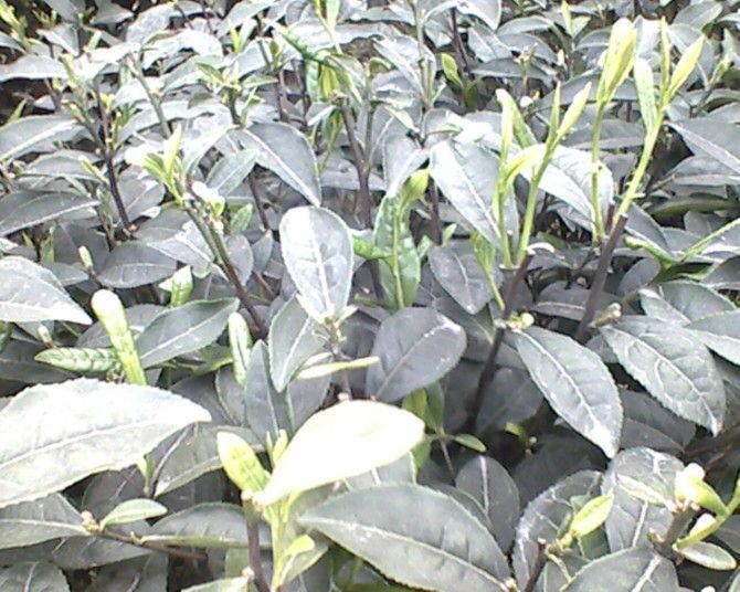 供應(yīng)茶苗甩賣