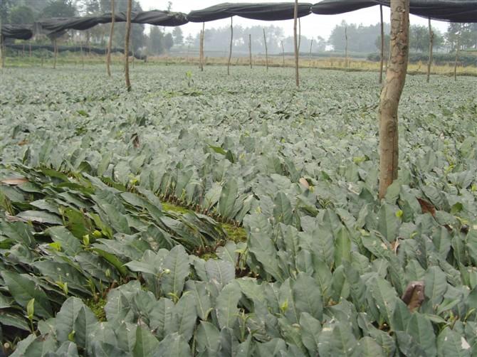 供应四川福鼎大白茶苗福鼎茶苗