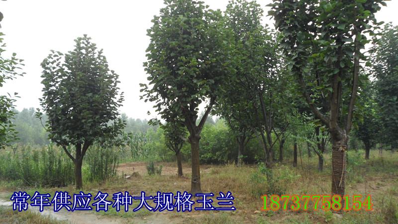 供應山核桃樹3到15公分羅根截桿的大量