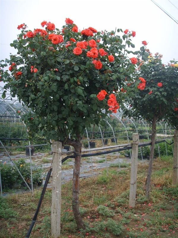 供應(yīng)河南山玉蘭小苗，河南山玉蘭小苗基地，河南山玉蘭小苗批發(fā) 河南山玉蘭小苗紅玉蘭小苗紫玉蘭