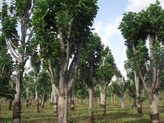 廣玉蘭8到15公分大量圖片/廣玉蘭8到15公分大量樣板圖 (2)