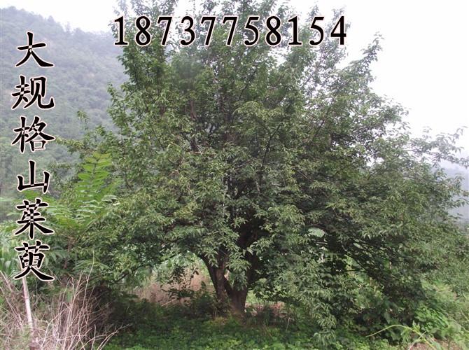 供應(yīng)山茱萸報價價格