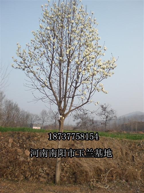 二喬玉蘭的產(chǎn)地在哪里圖片