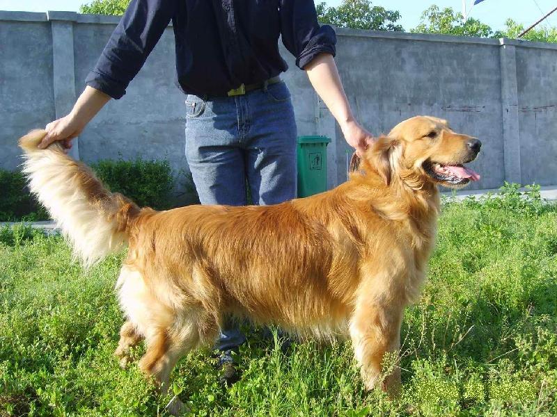 宠物犬金毛成犬金毛幼犬金毛图片