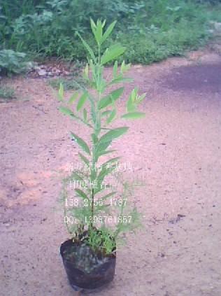 印度檀香樹苗批發(fā)圖片