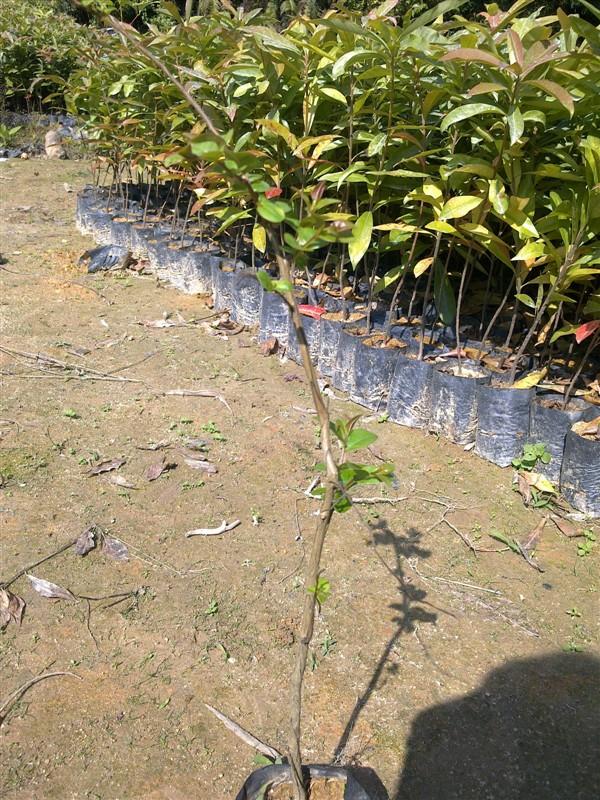 供應價格*的木荷生產(chǎn)商