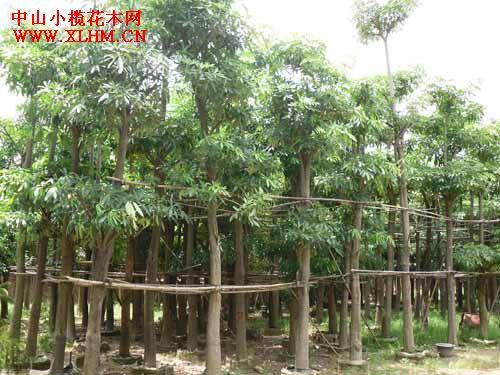供應廣東盆架子揭陽盆架子地苗，盆架子價格低，*盆架子供應