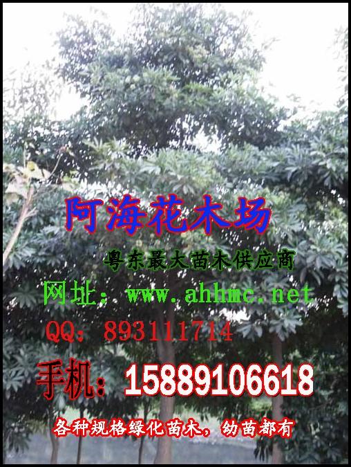 供應(yīng)揭陽(yáng)盆架子廣東盆架子普寧盆架子洪陽(yáng)盆架子廣太盆架子