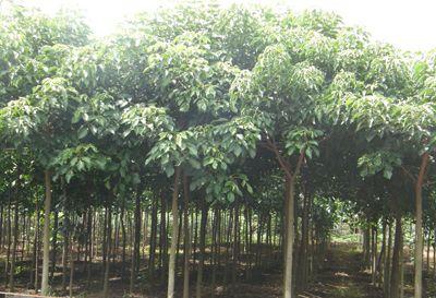 供應(yīng)廣東秋楓綠化基地