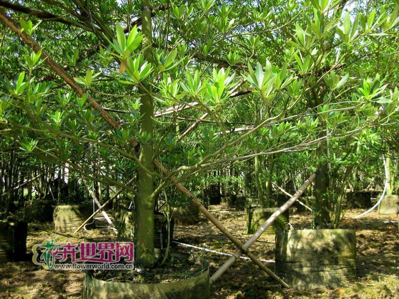 供應廣東盆架子揭陽盆架子地苗，盆架子價格低，*盆架子供應