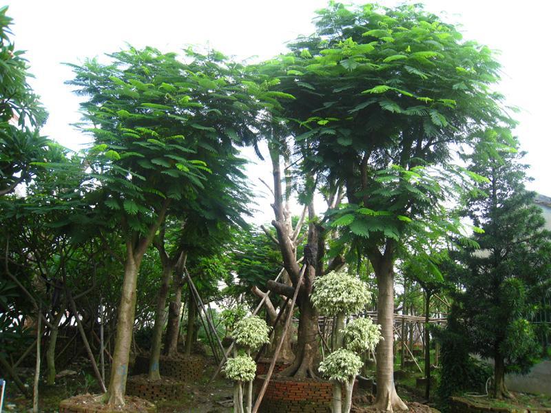 供應廣東盆架子揭陽盆架子地苗，盆架子價格低，*盆架子供應