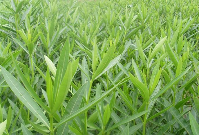 供應紅紅的夾株桃5萬株