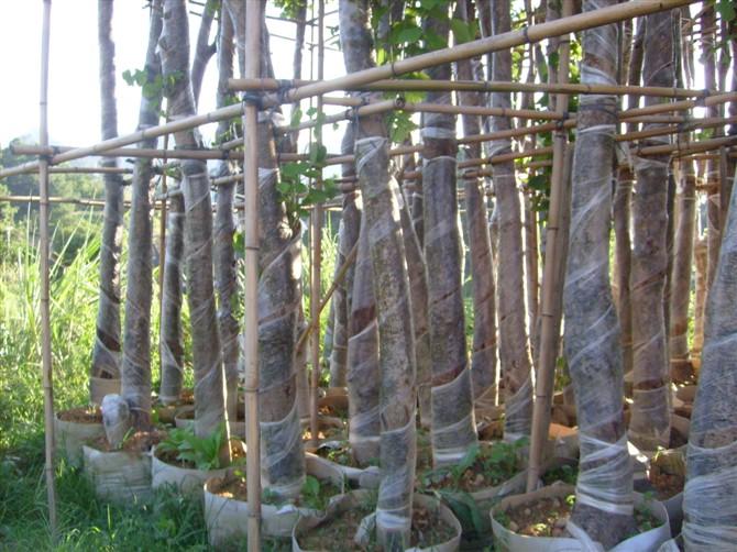 供應(yīng)靚靚的羊蹄甲小苗米徑3到15公分多