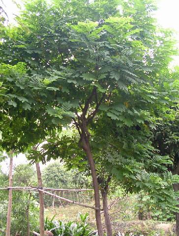 上雷黃槐小苗大樹圖片