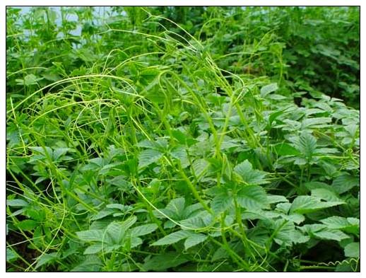 無(wú)公害絞股藍(lán)茶葉圖片