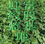 供應批發(fā)正品絞股藍，批發(fā)正品絞股藍生產產地，批發(fā)正品絞股藍廠家直銷