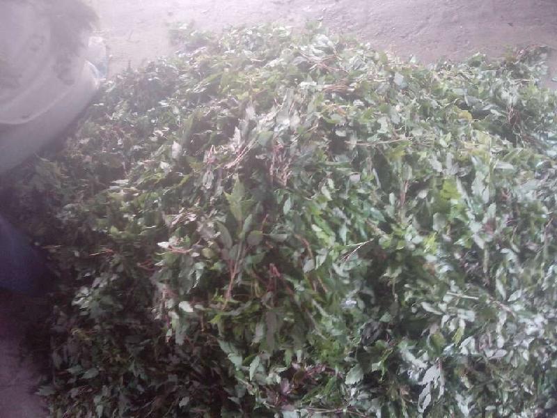 供應(yīng)*茅巖莓，*茅巖莓廠家，*茅巖莓供應(yīng)商，*茅巖莓產(chǎn)地價(jià)格