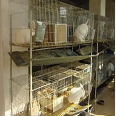 供應(yīng)兔籠兔籠圖片兔籠價(jià)格