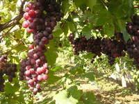 供應(yīng)葡萄 紅提葡萄 紅青提葡萄