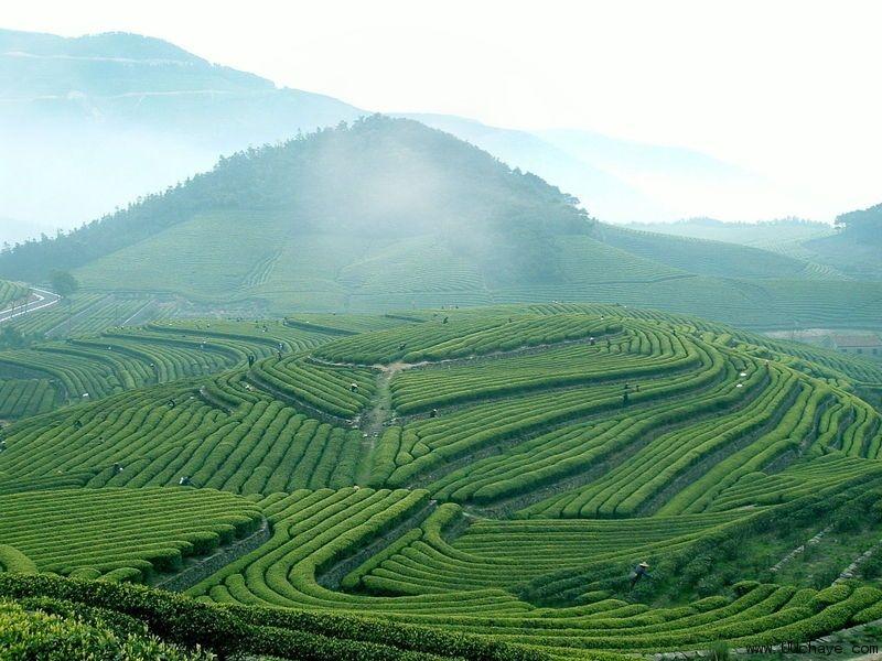 厦门市台湾高山茶厂家