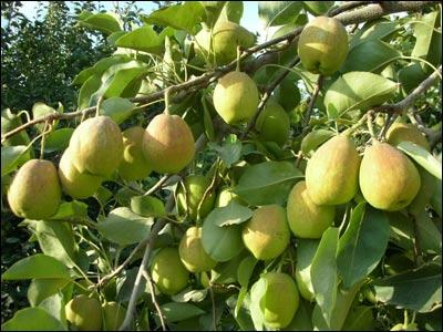 供應烏孫鮮新疆香梨批發(fā)