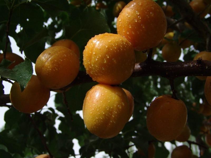 供應(yīng)新疆杏子廣東總經(jīng)銷(xiāo)商