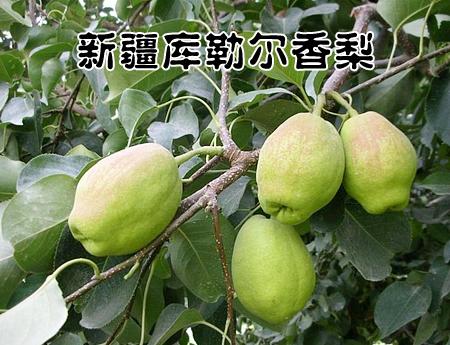 供應(yīng)香梨出售