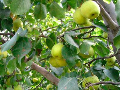 供應(yīng)烏孫鮮新疆香梨零售價(jià)