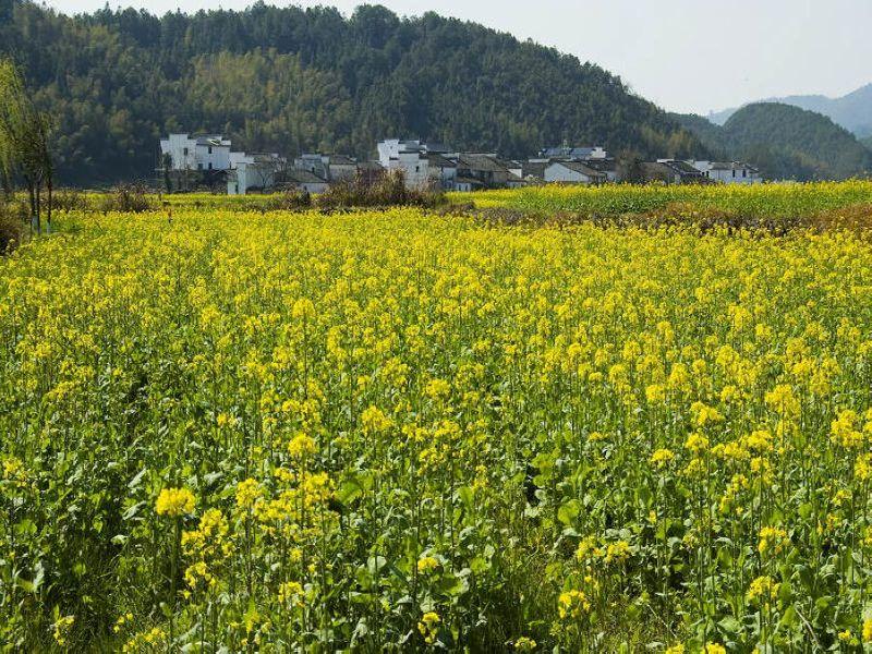 郑州市春天郑州去庐山婺源看油菜花旅游厂家供应春天郑州去庐山婺源看油菜花旅游 郑州旅行社到江西旅游团多少钱