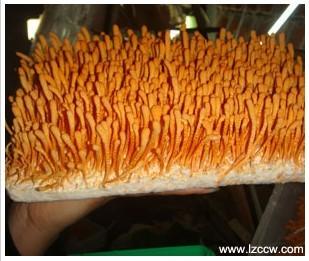 供應(yīng)大米培養(yǎng)基