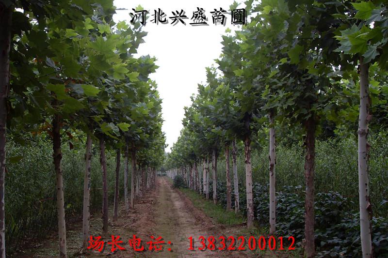 河北法桐樹基地法桐樹報價圖片