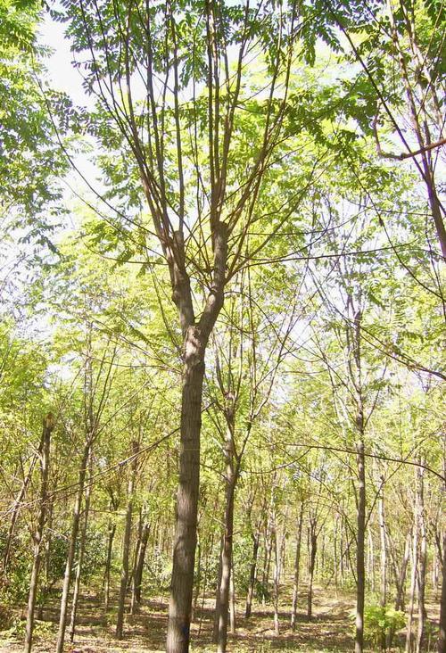 河北香花槐香花槐價(jià)格圖片
