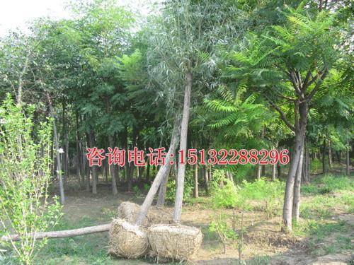 供應(yīng)遼寧平頭饅頭柳價格饅頭柳圖片批發(fā)