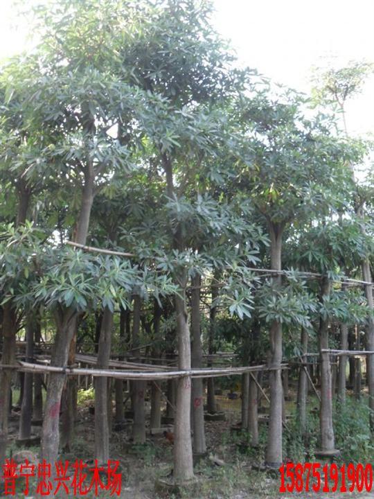 加拿利海棗/加拿利海棗樹報價/加拿利海棗電話