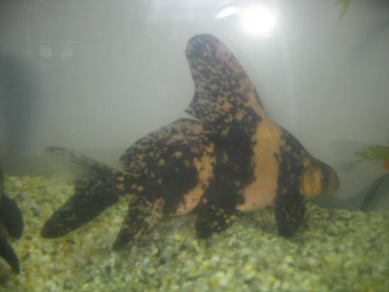 供應(yīng)四川中華胭脂魚苗廠家，四川中華胭脂魚苗廠家價(jià)格，四川中華胭脂魚苗