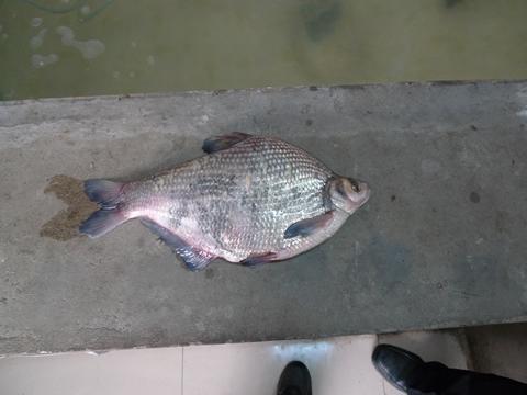 供應(yīng)武昌魚烏仔