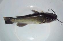 魚(yú)苗圖片/魚(yú)苗樣板圖 (2)