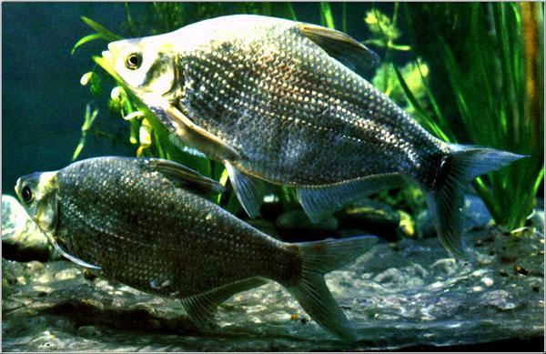 大量供應*鳊魚苗