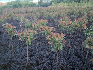 供應小葉紅葉石楠，小葉紅葉石楠價格，小葉紅葉石楠插扦苗，湖南紅葉石楠