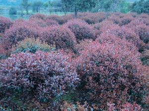 供應(yīng)湖南紅葉石楠大樹紅葉石楠小苗價(jià)格