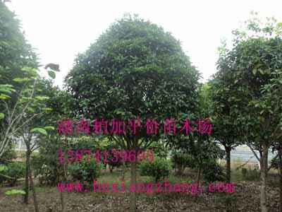 供应湖南桂花价格，湖南桂花精品树，湖南桂花价格优惠，10公分桂花价格