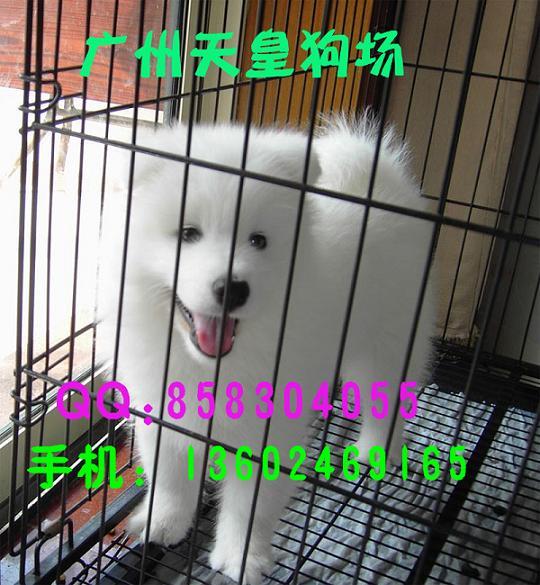 广州萨摩耶广州哪里有卖萨摩犬广州萨摩耶广州什么地方有卖白色萨摩耶犬