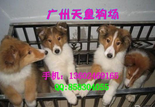 广州市苏牧犬厂家广州广州哪里有卖苏牧犬 广州什么地方有卖苏牧犬 广州哪有卖苏牧犬