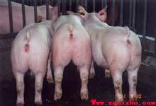 供應(yīng)沭陽12月仔豬銷售