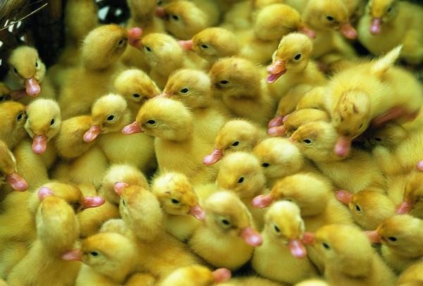 供應(yīng)快速麻鴨苗//花邊鴨//珍*苗//