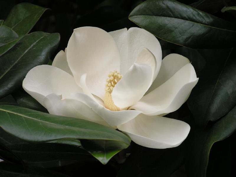 杭州蕭山廣玉蘭樹苗專業(yè)種植基地圖片