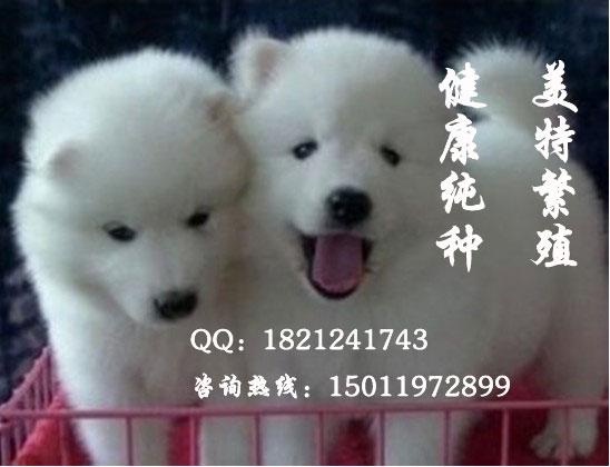 广州萨摩耶价格萨摩耶价钱萨摩犬图片纯种萨摩耶多少钱图片