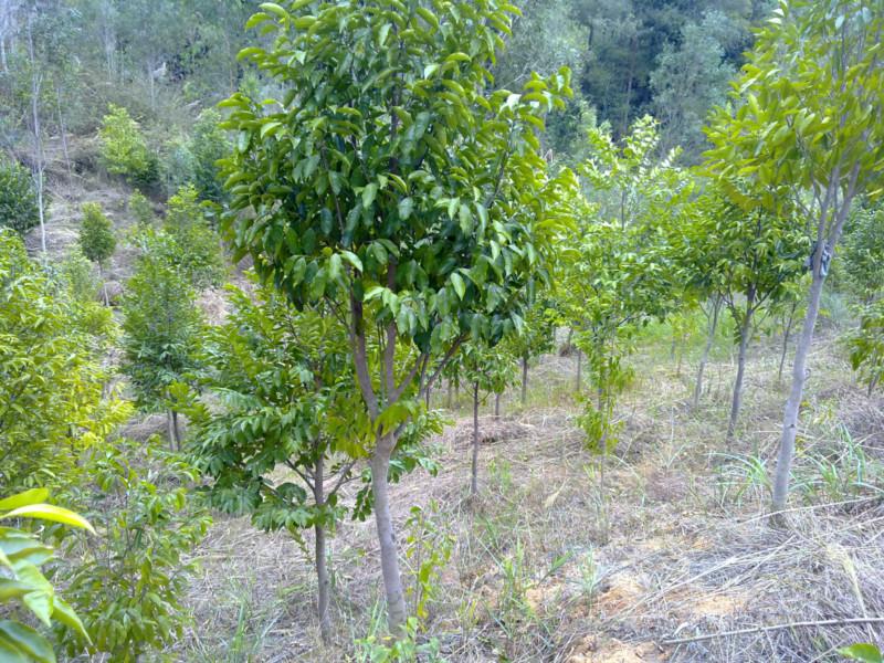 供應沉香白木香土沉香