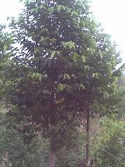 供應(yīng)沉香樹